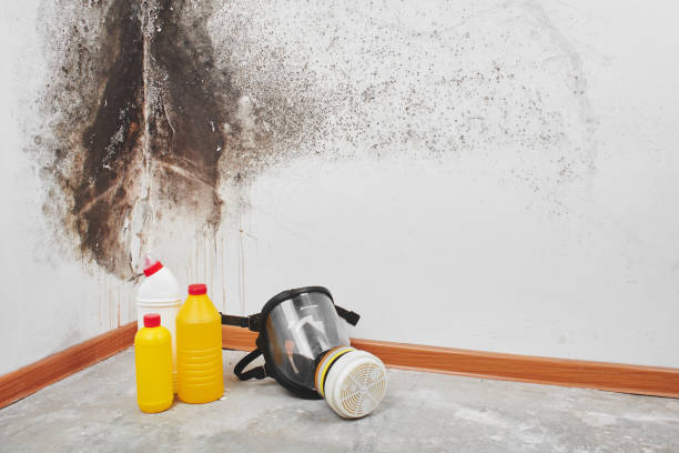  Allegan, MI Mold Removal Pros