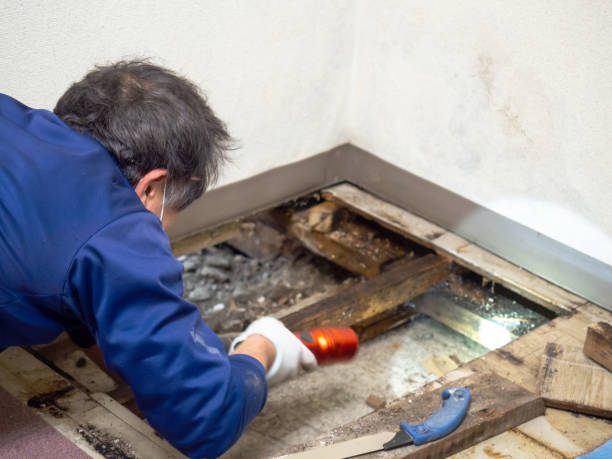 Best Mold Testing and Removal  in Allegan, MI