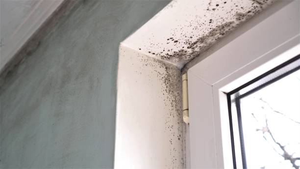 Best Mold Cleaning Services  in Allegan, MI