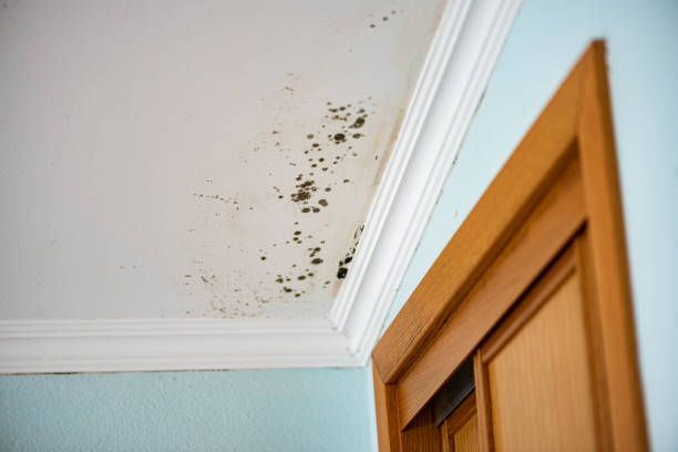 Best Mold Removal Company Near Me  in Allegan, MI