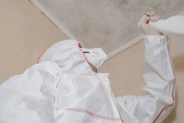 Reliable Allegan, MI Mold Removal Solutions
