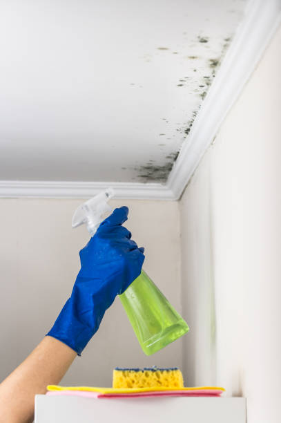 Office Mold Removal Services in Allegan, MI